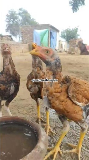 Thai dry gun#chicken #viral #shorts