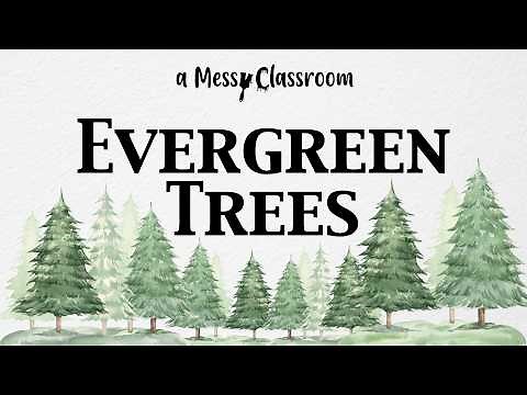All About Evergreen Trees The Amazing World of Evergreen Tree Conifer Facts That Will Blow Your Mind