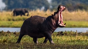 Hunting in Zimbabwe: Where, When and What to Hunt