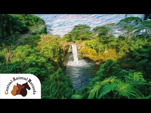 The Rainbow Bridge Poem - Central Animal Records