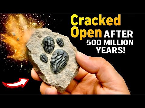 Discovering Rare Trilobites That Once Ruled The Earth!