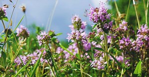 Growing Thyme: Varieties, How to Plant, Care, Problems, and Harvest