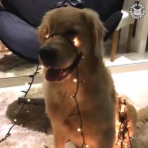 Santa's little helpers 💕🎅🏽 | The Pet Collective