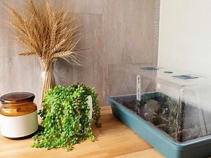 How To Plant Seeds  - Bunnings Australia