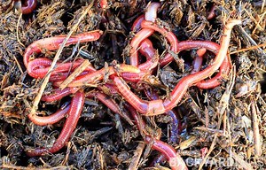 Do Worms Lay Eggs? How Are Worms Born? - BackyardDigs