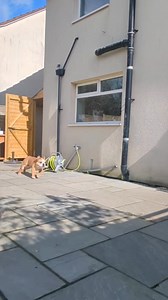 398K views · 16K reactions | Decided to create a 2024 montage before the year ends! Here’s Part 1 of the highlights from Jan to June—so much happened, I had to split it into two. Hope you enjoy! Let me know your favorite moment!  #BulldogPabs #2024Highlights | BulldogPabs | Facebook