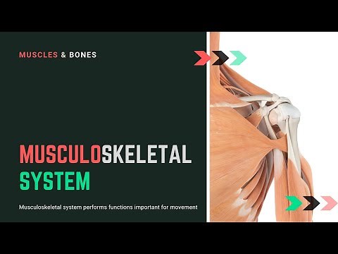 The Musculoskeletal System