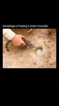 Crocodile Helps Human