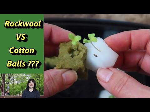 Germinating Seeds on Cotton Balls: an alternative to rockwool for hydroponic growing (Kratky too)