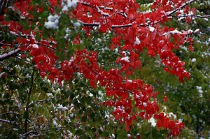 The Bark Is Splitting on My Autumn Blaze Maple Tree