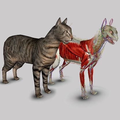 3D Cat Anatomy - Biosphera