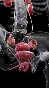 1.1M views · 6.9K reactions |  Inside the Female Body: Uterus,...