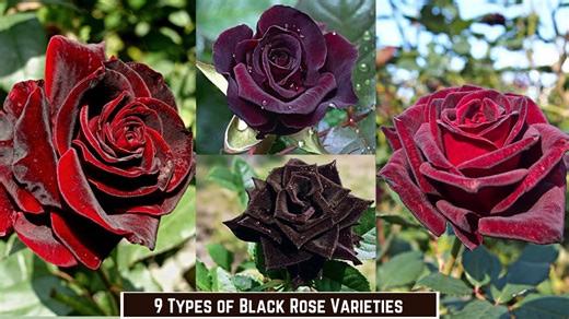 9 Types of Black Roses. Black Rose Varieties.