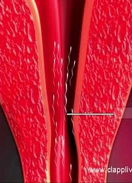 Human Reproduction (3D Animation)