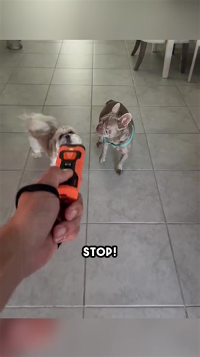 Gentle ultrasonic training = calm, confident, well-behaved dog 🧠🐕💫 🐾 Handheld Ultrasonic Dog Bark Control Device 🐾 Stops Loud Barking 🐾 Gentle Dog Training Get yours now before it's sold out! | Happy-Luna