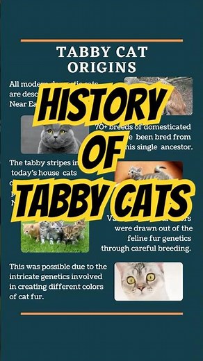 The Incredible History of Tabby Cats