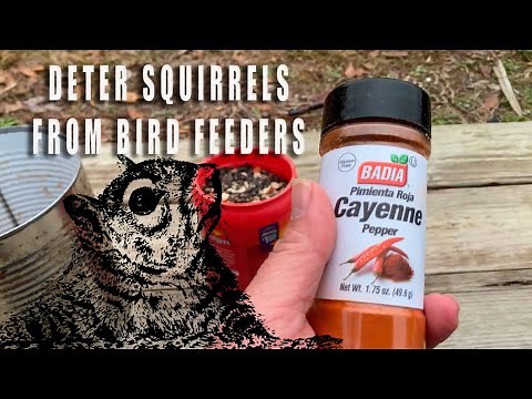 Deter and minimize squirrels at your bird feeders