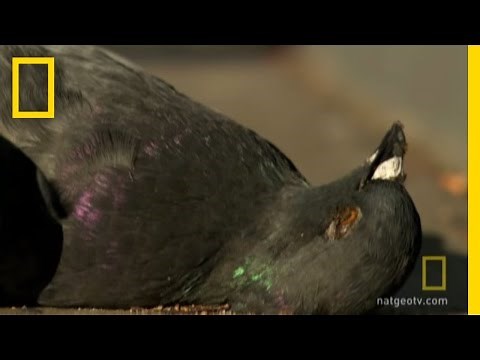 Zombie Apocalypse Survival | National Geographic