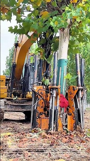 Rooting with Precision: How Mechanical Spades Harvest Living Trees