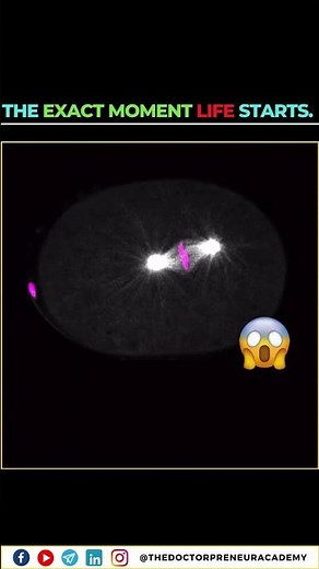 Microscopic Footage of Life Beginning! 🔬✨ | First Cell Division of a Nematode Worm