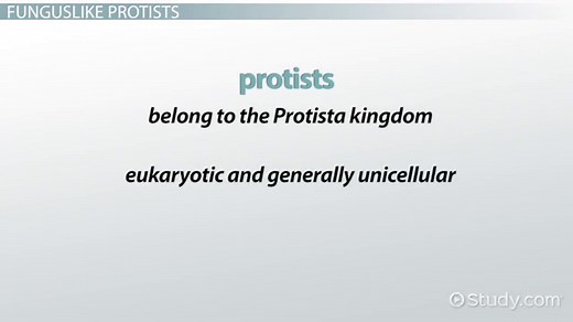 Fungus-Like Protists | Characteristics, Types & Examples