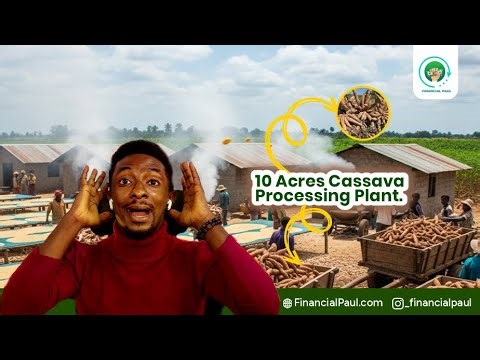 How To Make Money From Cassava Farm & Processing in 2025 / Cassava Farm Documentry