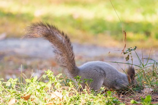 5 Natural and Effective Ways to Get Rid of Squirrels