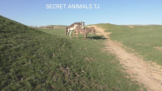 Horse Mating Donkey Compilation: Unique Animals Mating