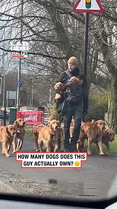 4.4M views · 72K reactions | Just pure golden retriever energy  | LADbible Ireland | Facebook