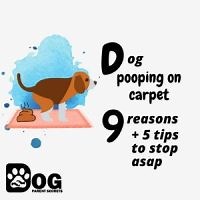 Dog Pooping On Carpet: 9 Reasons   3 Tips To Stop ASAP