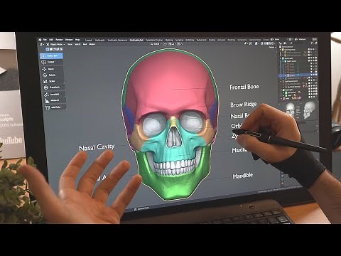 How to Sculpt the Skull for Beginners in Blender - Anatomy, Proportions and The 5 Stages