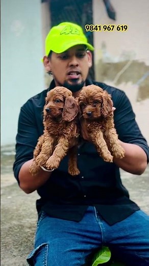 Cockapoo puppies low price