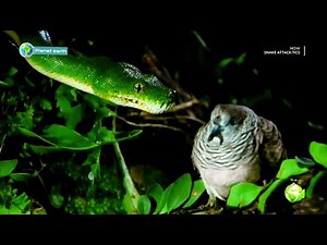 Green tree python 🐍