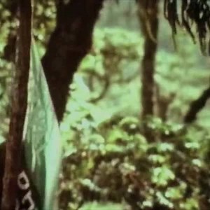 12K views · 78 reactions | Dian Fossey's 1967 National Geographic-funded study of gorillas forever changed the public's perception of these shy, gentle creatures. | National Geographic Society | Facebook