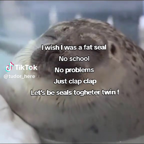 Silly🦭#seal #sealife #silly #fyp #sillyseal | seal