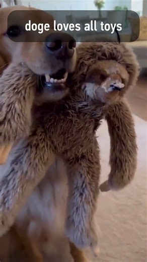 doge relationship with toys #pets #dogs #wholesome #relateable