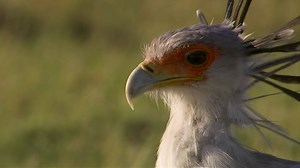 165K views · 1.1K shares | The secretary bird has a unique way of hunting her prey—by stomping on them. | National Geographic Animals | Facebook
