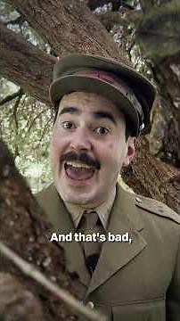 Deadly hornets invade NZ! | Now You Know | The Spinoff