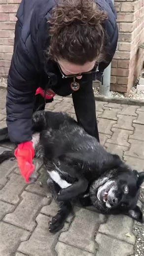 Psí senioři v nouzi, z.s. on Instagram: "🐕Šaryk miluje vyčesávání, doteky… Tak moc by to již potřeboval zažívat DOMA. Čeká tak moc dlouho 😞 “Jsem Šaryk, stále aktivní kříženec, cca 8 let, 32 kg. Kéž bych vám mohl vyprávět, co se stalo. Ale já nevím. Našli mě toulat se ulicemi, hladového, v té době i vymrzlého. Nikdo se o mě nepřihlásil. Dostal jsem se do útulku, odkud bych prý domov nenašel, vzhledem k barvě, věku, velikosti. Když jsem to slyšel, bylo mi hrozně. Zoufal jsem a prosil, odmítal j