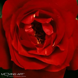 1.8K views · 147 reactions | Looking for the perfect Valentine's Day gift? Moving Art tells nature's magical love story with wall art that comes to LIFE!  See how it works and pick your perfect flower today: https://shop.movingart.com/ | Louie Schwartzberg | Facebook