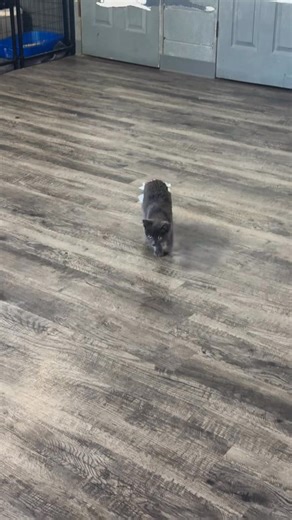 16K views · 250 reactions | Isn’t she just the cutest?! She has a...