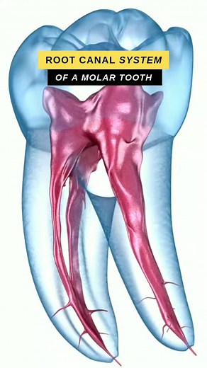 8.7K views · 129 reactions | Morphology of root canal system of a tooth (Molars) #rootcanal #tooth #animation #3d #dentistry | Dental Daily | Facebook