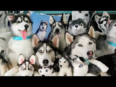 FUNNIEST Husky Compilation Video 😍 30 Minutes 🦴