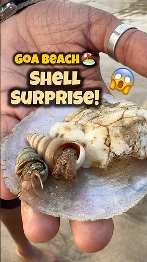 Live Sea Creatures Inside Shells! 🐚 Found on Goa Beach 🌊 | Hidden Marine Life