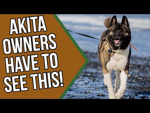 How to Train Your Akita Puppy | Akita Training 101