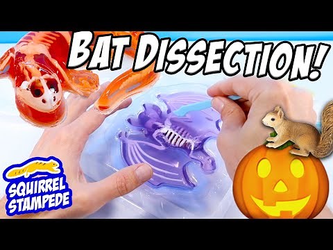 Dissect It Synthetic Dissection Kit Review - We Dissected a Bat and Salamander!