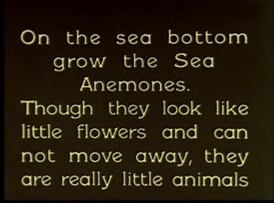 Ocean Wonders: Sea Life & Marine Biology Documentary