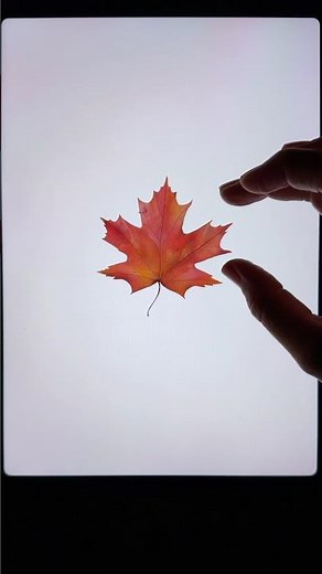 What grows on a maple leaf?🍁