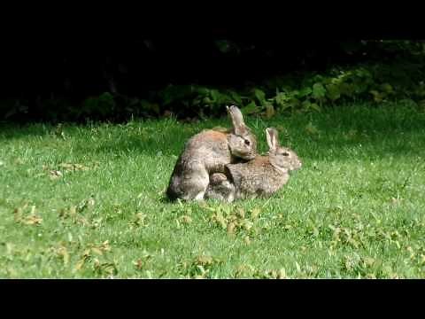 MATING RABBITS