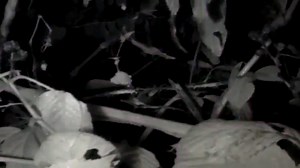 Meet Raspberry Pi NoIR, an infrared camera board for low light photography